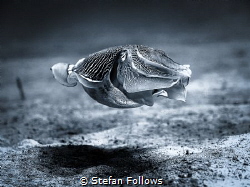 Neutral buoyancy Cuttlefish just disapproves ... Reef Cut... by Stefan Follows 